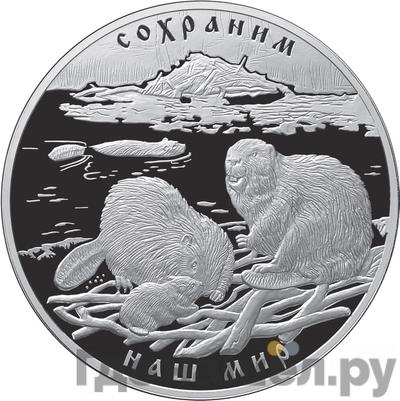 Аверс 100 рублей 2008 года СПМД Серебро Сохраним наш мир Речной бобр